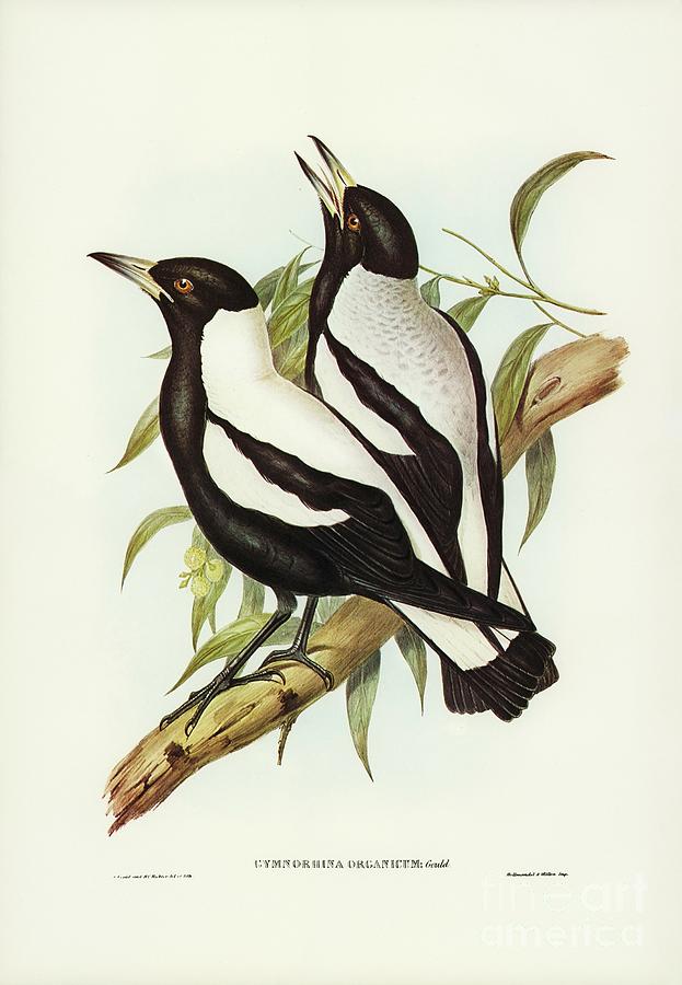 Tasmanian Crow-Shrike Gymnorhina organicum illustrated by Elizabeth Gould  Painting by Shop Ability