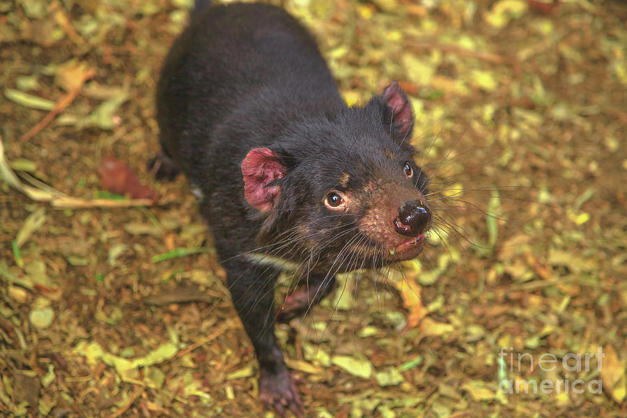 Tasmanian Devil Australia Photograph by Benny Marty