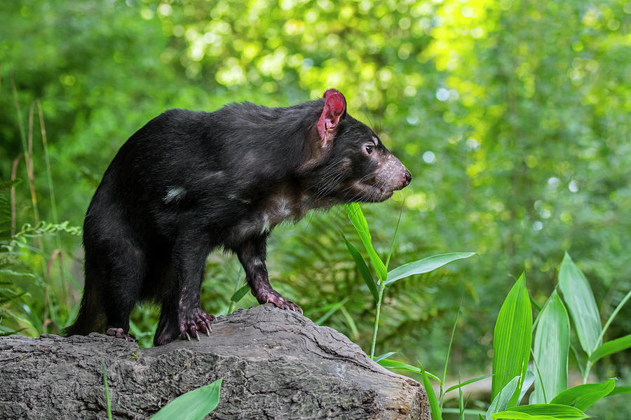 Tasmanian Devil in Forest Photograph by Arterra Picture Library