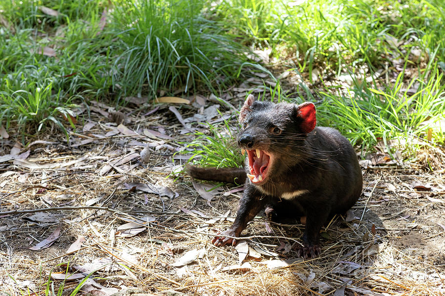Tasmanian Devil, Sarcophilus harrisii, the largest carnivorous marsupial and an endangered species found only in Tasmania and New South Wales, Australia Photograph by Jane Rix