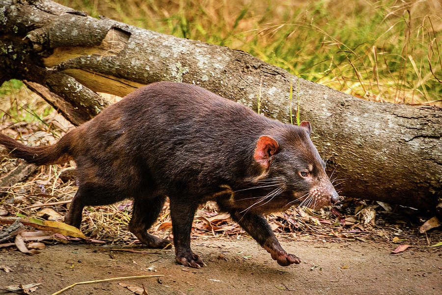 Tasmanian Devil walk Photograph by Joann Long
