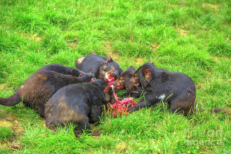Tasmanian devils hunting prey Photograph by Benny Marty