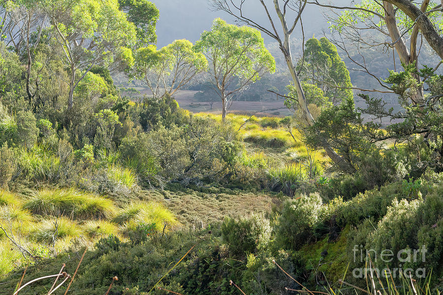 Tasmanian Landscape Photograph by Elaine Teague