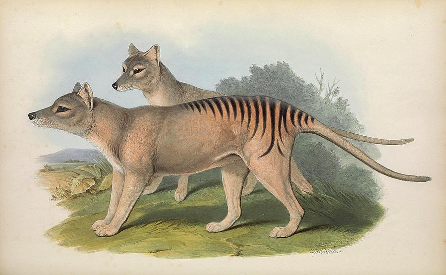 John Gould Drawing -  Tasmanian Tiger  by John Gould