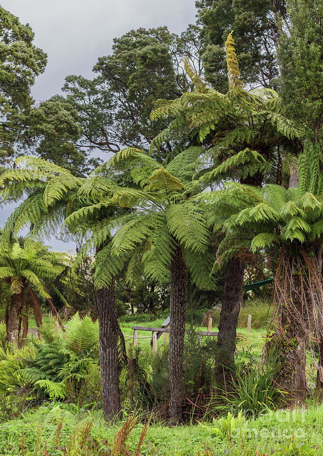 Tasmanian Tree Ferns Photograph by Elaine Teague