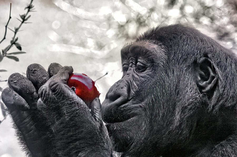 Taste the Apple by PAUL COCO Taste the Apple by PAUL COCO