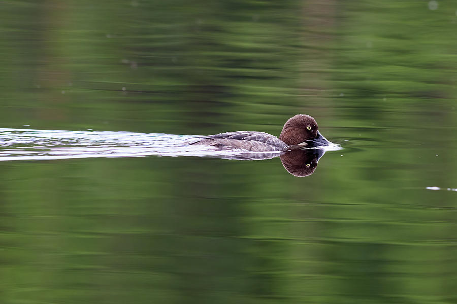 Tasting the waters. Common goldeneye Photograph by Jouko Lehto