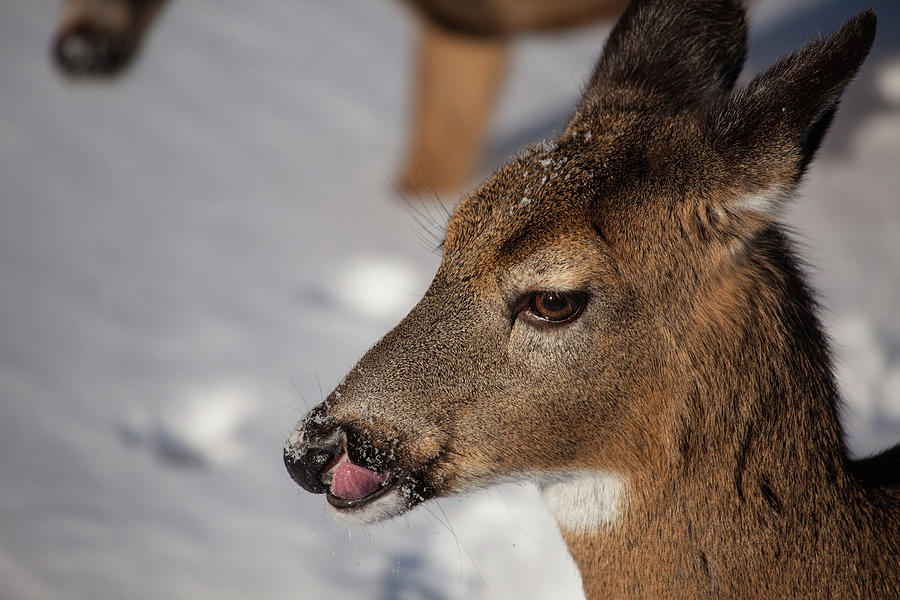 Deer Photograph - Tasty Snow by Karol Livote