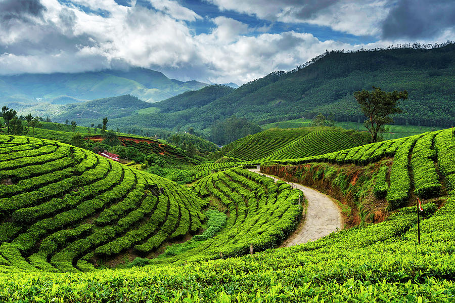 Tata Tea Plantations, Munnar Photograph by Amit Rane - Fine Art America
