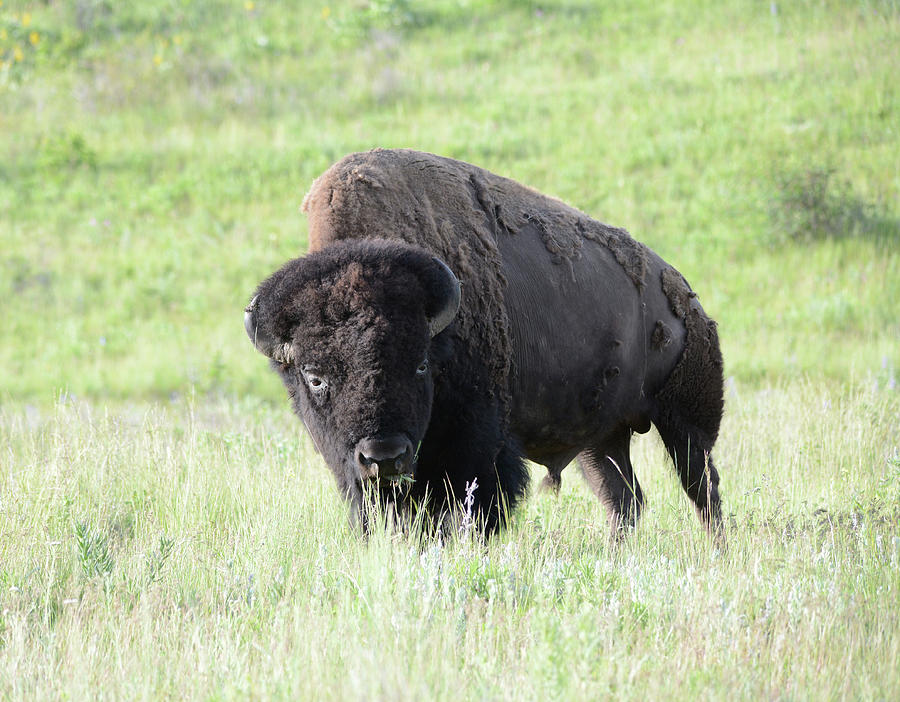 Tatanka   -  Bison Photograph by Whispering Peaks Photography