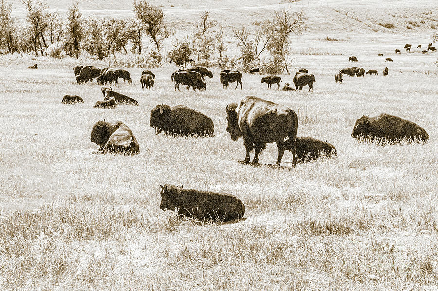 TaTanka Herd on Prairie Photograph by Daniel Hebard