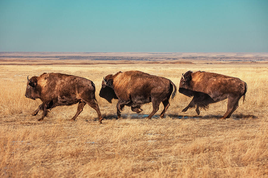 Wild Buffalo Photograph - Tatanka by Todd Klassy
