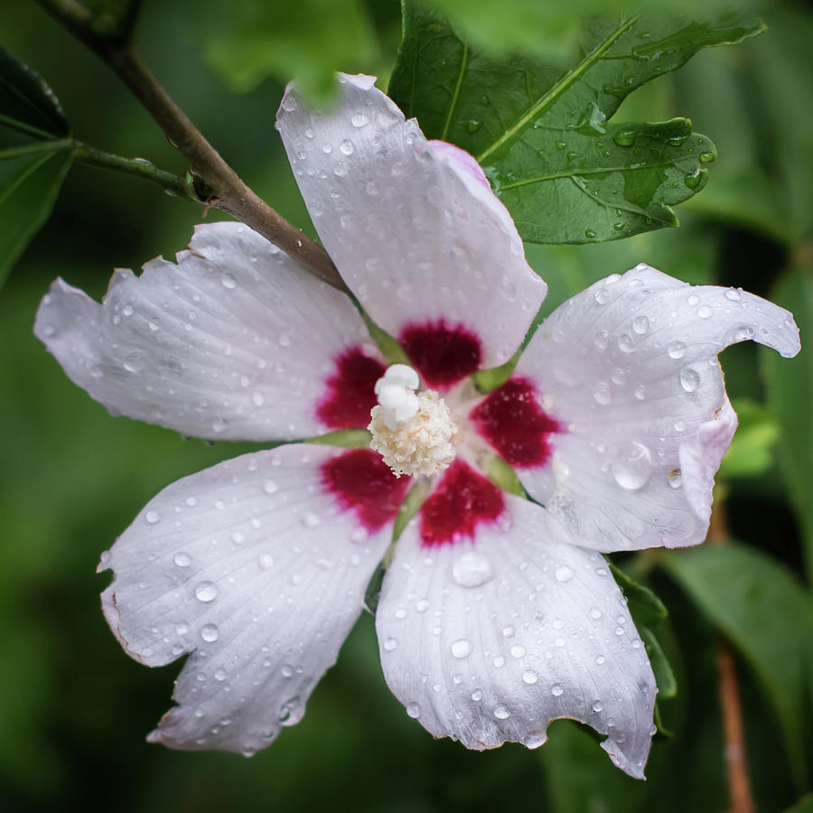 Tattered and Torn White Rose of Sharon Square Photograph by Terry DeLuco