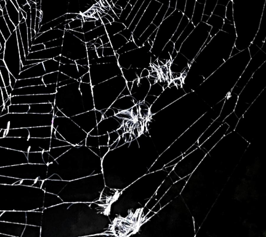 Tattered Web Photograph by Ally White