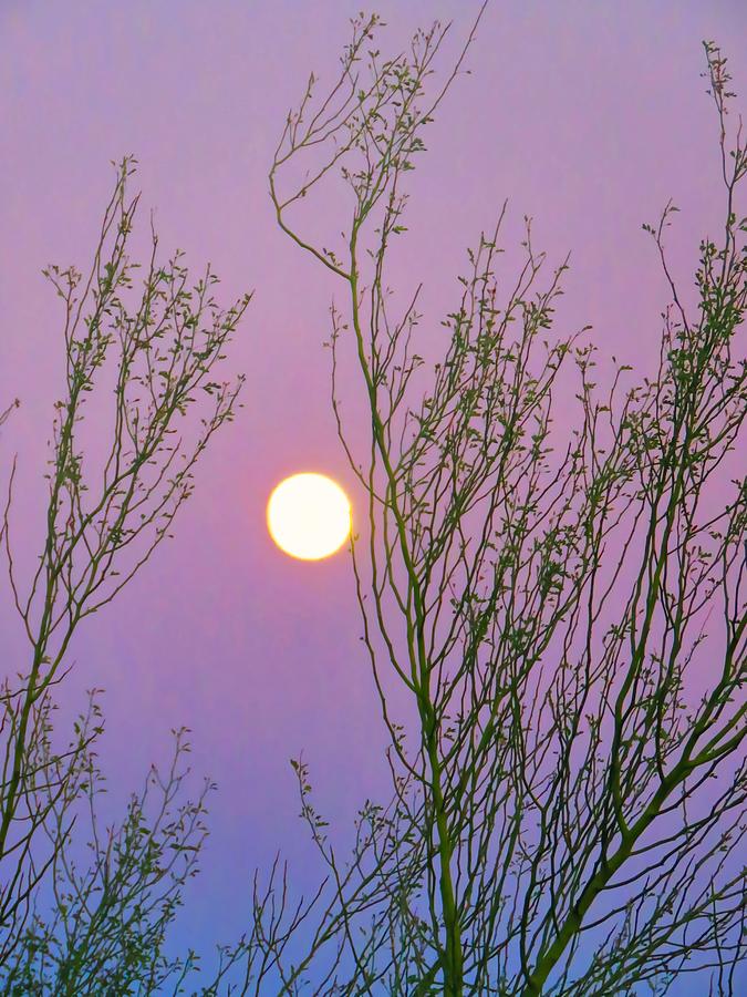 Taurus Full Moon in Creosote Photograph by Judy Kennedy