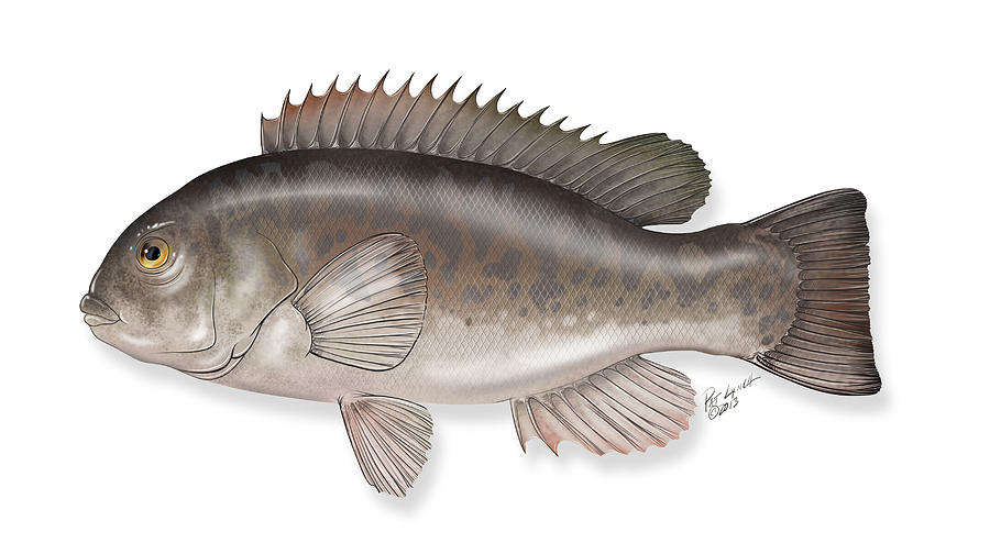 Tautog Blackfish Painting by Patrick Lynch Tautog Blackfish Painting by Patrick Lynch