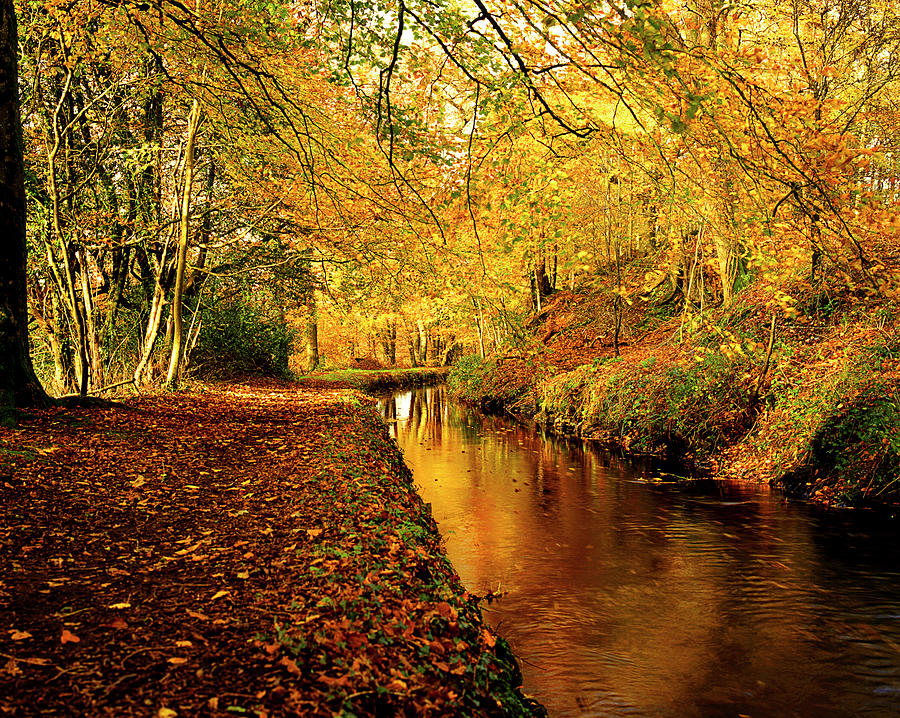 Tavistock Canal In  Autumn Photograph by Maggie Mccall