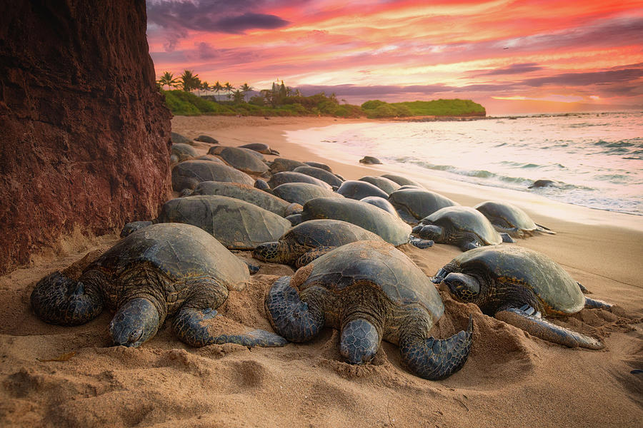 Tavres Turtles Photograph by Drew Sulock