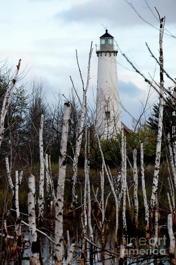Tawas Point Lighthouse and Birch Trees Photograph by Rich S