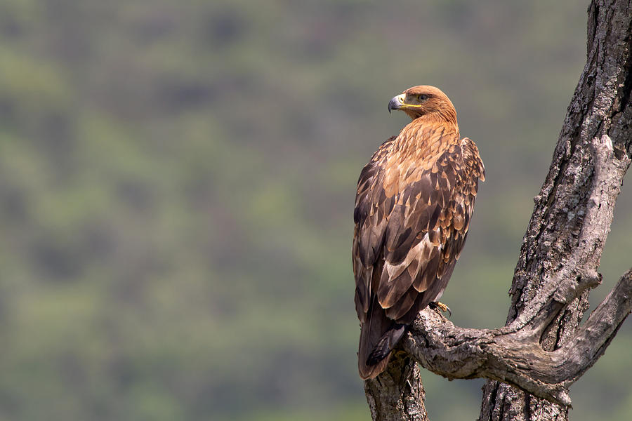 Tawney eagle Photograph by Thomas Retterath
