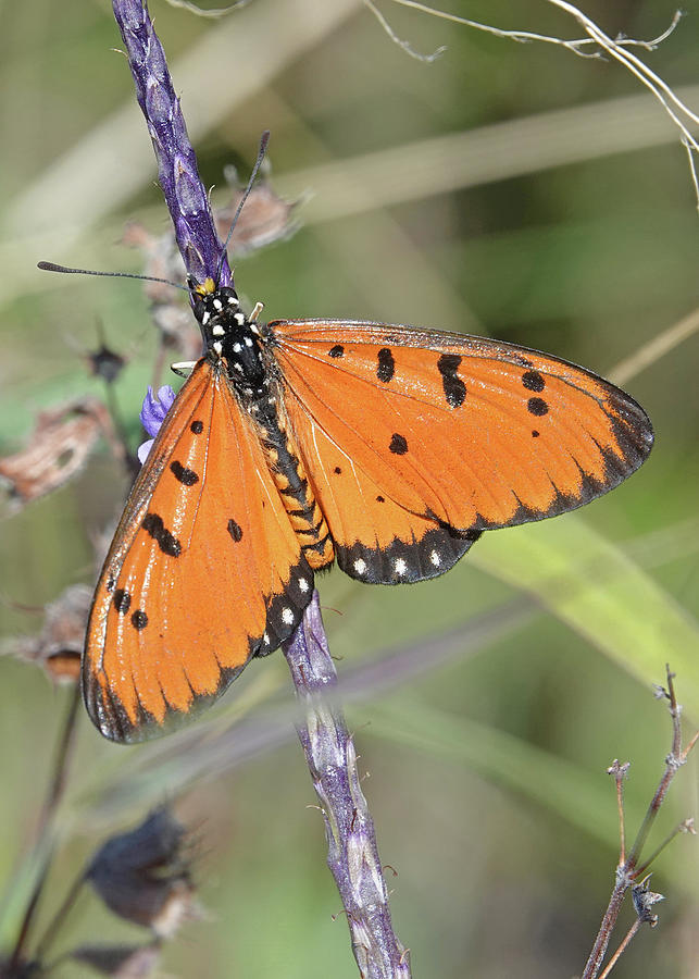 Tawny Coster Photograph by Maryse Jansen