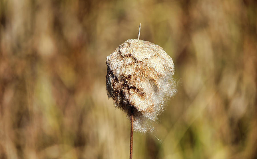 Tawny Cotton Grass Photograph by Scott Burd