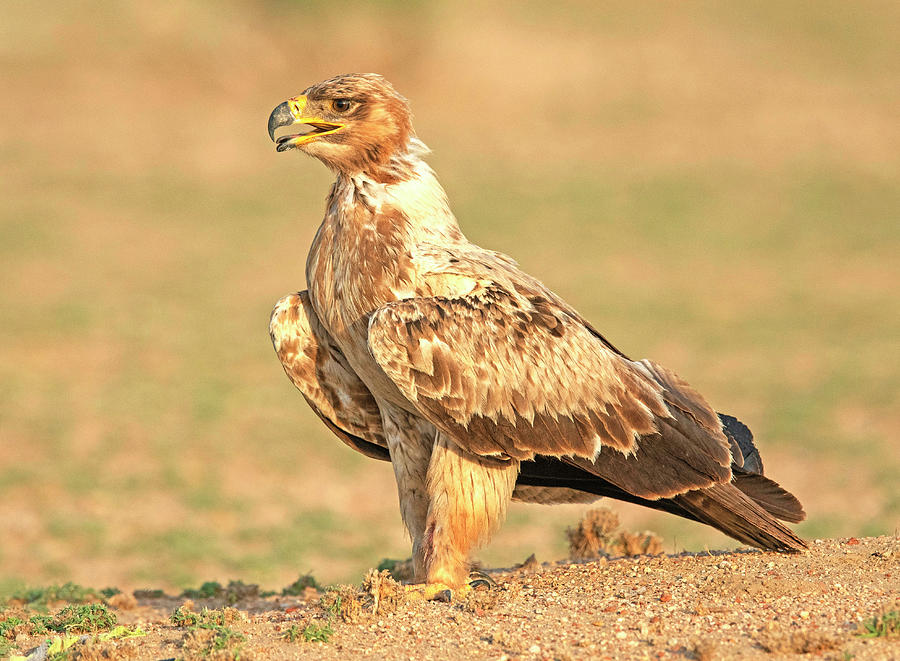 Nature Photograph - Tawny eagle, Aquila rapax, Bird by Yogesh Bhandarkar
