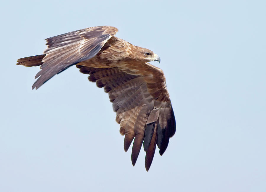 Tawny Eagle Aquila rapax Photograph by Tony Mills