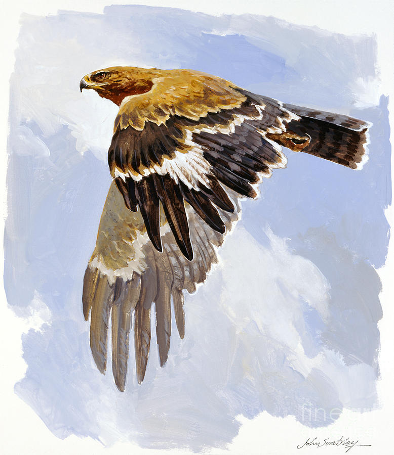 Tawny Eagle II Painting by John Swatsley