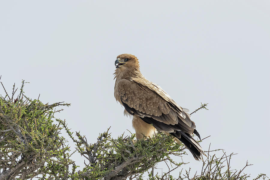 Tawny Eagle on a Tree, No. 2 Photograph by Belinda Greb