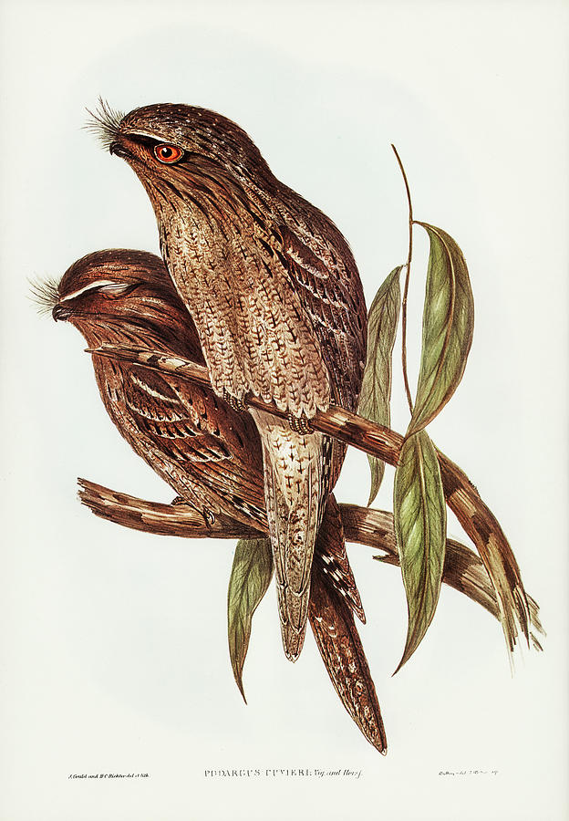 Tawny Frogmouth Mixed Media by World Art Collective