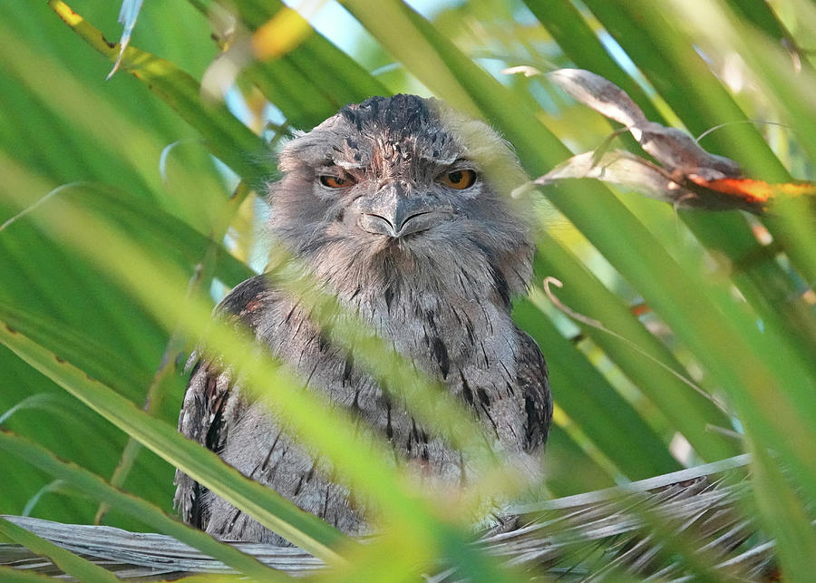 Tawny Frogmouth in Palm Tree Photograph by Maryse Jansen