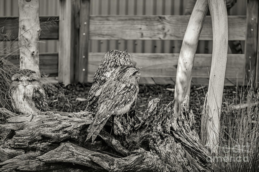 Tawny Frogmouth Owls Photograph by Elaine Teague