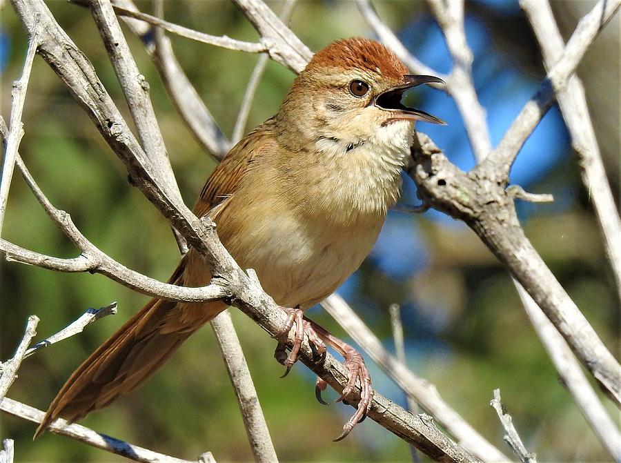 Tawny grassbird Photograph by Athol KLIEVE - Fine Art America