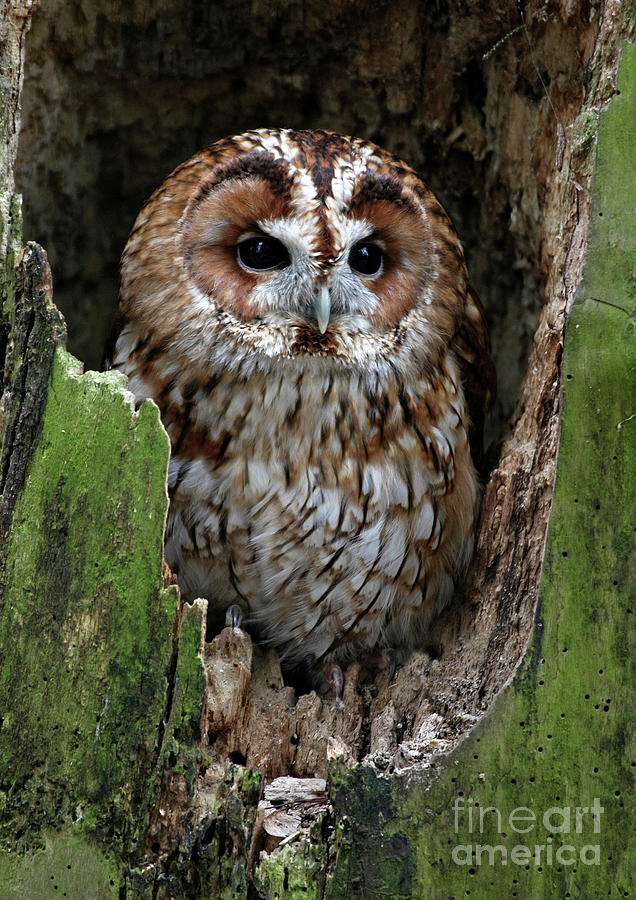 Tawny Owl in roost tree Photograph by Alan Boutel - Fine Art America