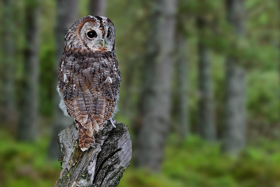 Tawny Owl in Woodland Photograph by Arterra Picture Library