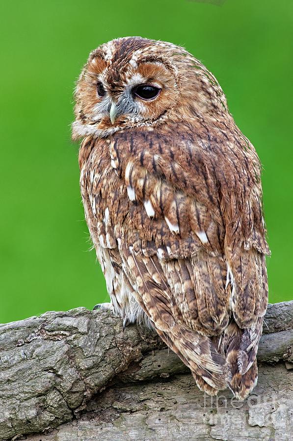 Tawny Owl Photograph by Martyn Arnold