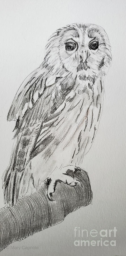 Tawny Owl Drawing by Mary Capriole
