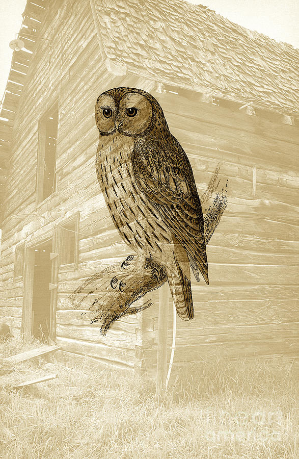 Tawny Owl Digital Art by Steven Parker