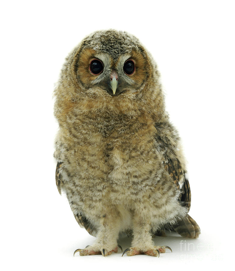 Tawny Owlet Photograph by Warren Photographic