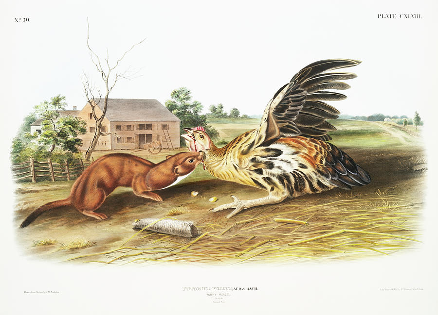 Tawny Weasel. John Woodhouse Audubon Illustration Mixed Media by World Art Collective