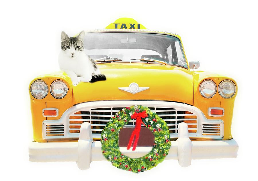 Taxi Christmas Cat Photograph by Diana Angstadt