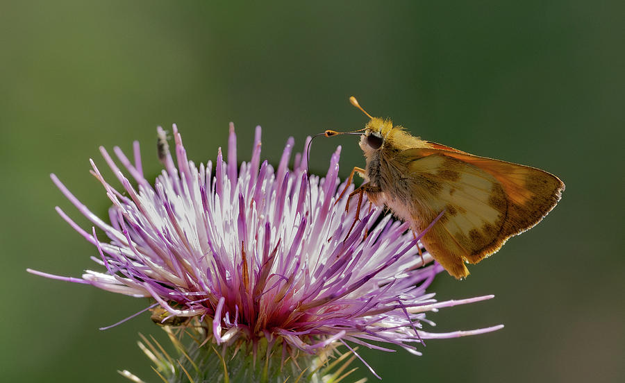 Butterfly Photograph - Taxiles Skipper On Thistle by Jim Wilce