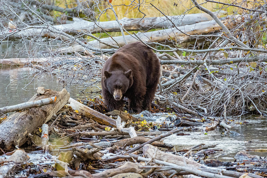 Taylor Creek Black Bear Photograph by Mike Ronnebeck