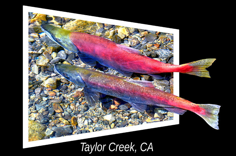 Fish Photograph - Taylor Creek, Lake Tahoe by David Lawson
