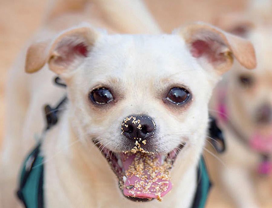 Doggie Photograph - Taz - 1 by Sean Davey Doggie Photograph - Taz - 1 by Sean Davey