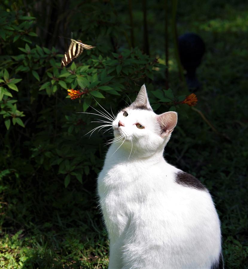 Tazz and Butterfly Photograph by Bess Carter