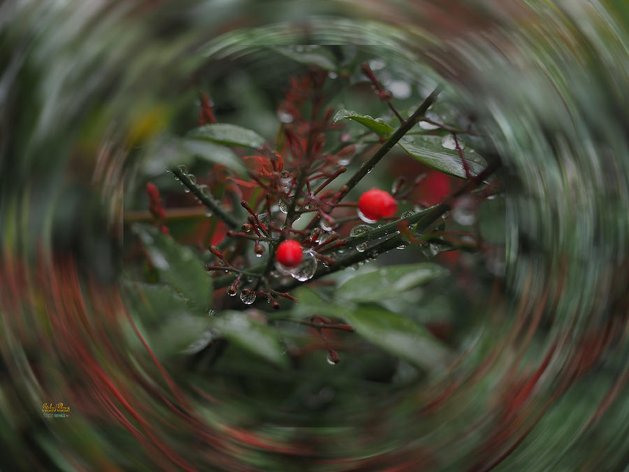 Tea Berry Spin Photograph by Richard Thomas