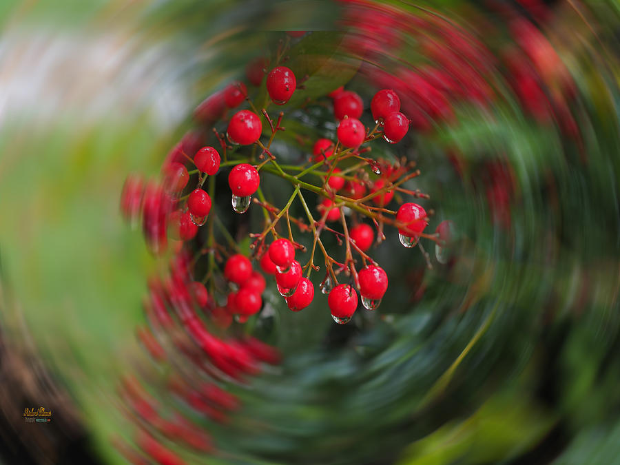 Tea Berry Swirl Photograph by Richard Thomas