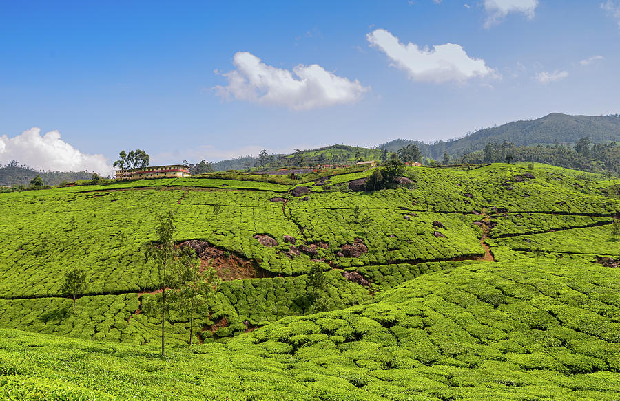 Tea gardens on the hills of Munnar Photograph by DSLucas - Fine Art America